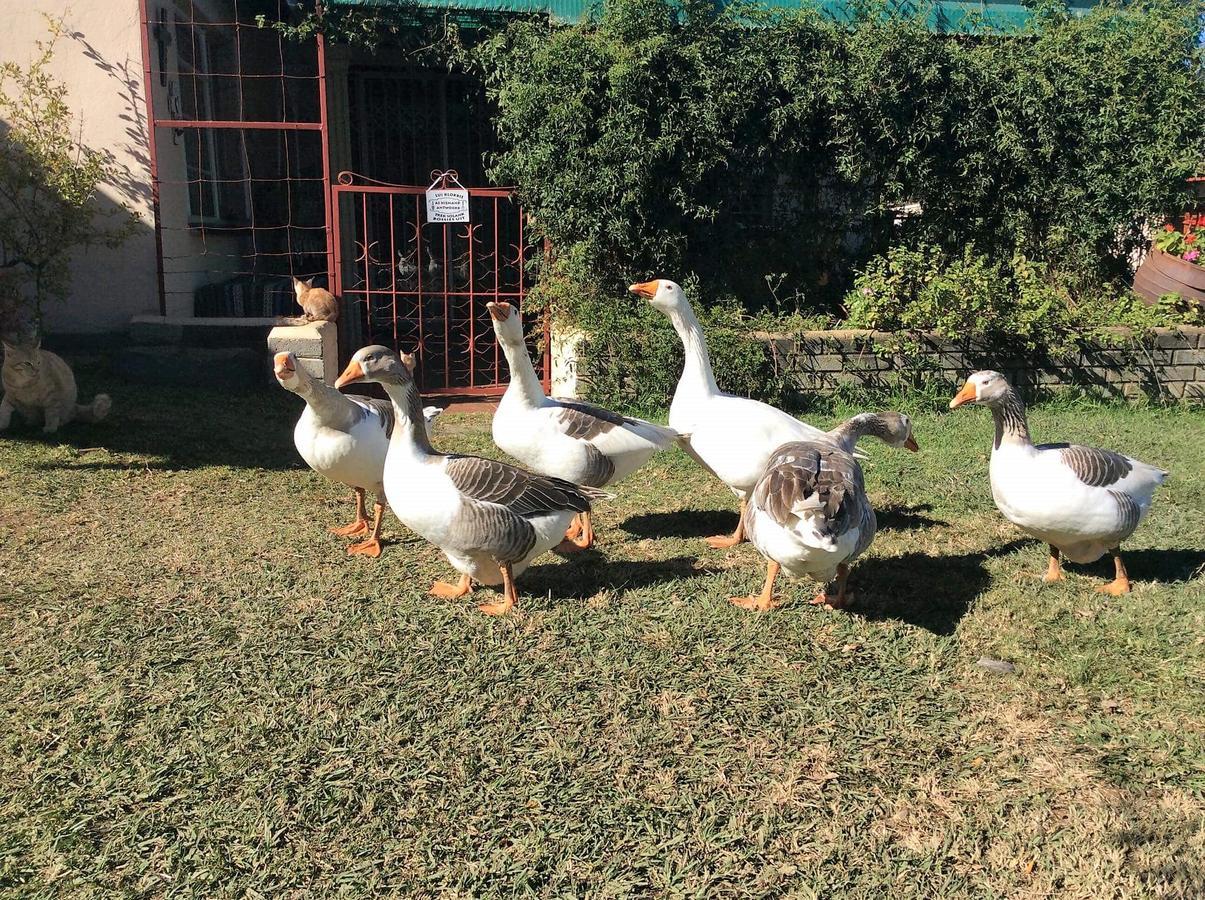 פרייהייד Petra'S Country Guesthouse מראה חיצוני תמונה